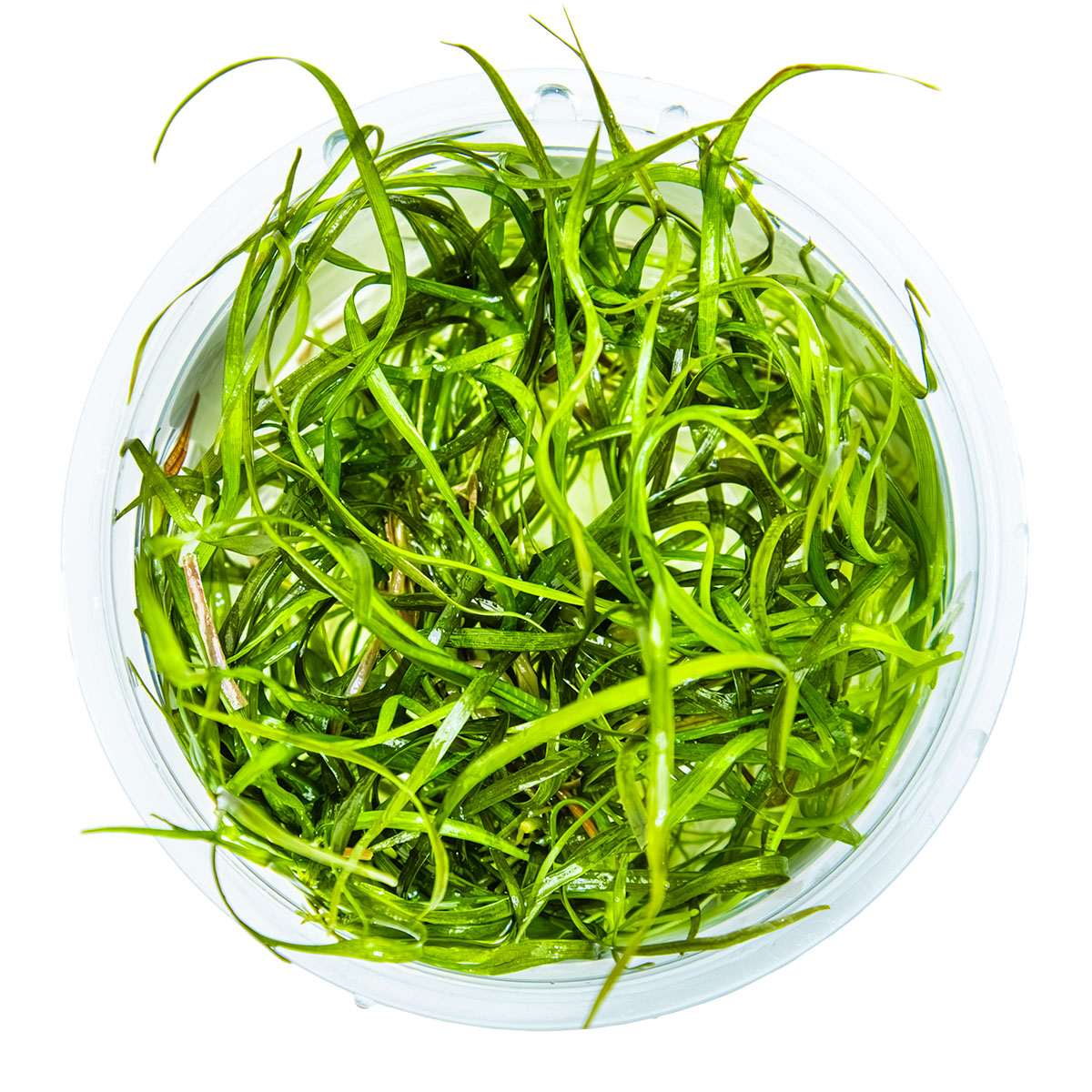 Image of Sagittaria subulata Needle Leaf