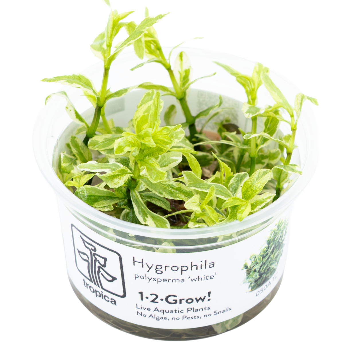 Image of Hygrophila polysperma 'White'