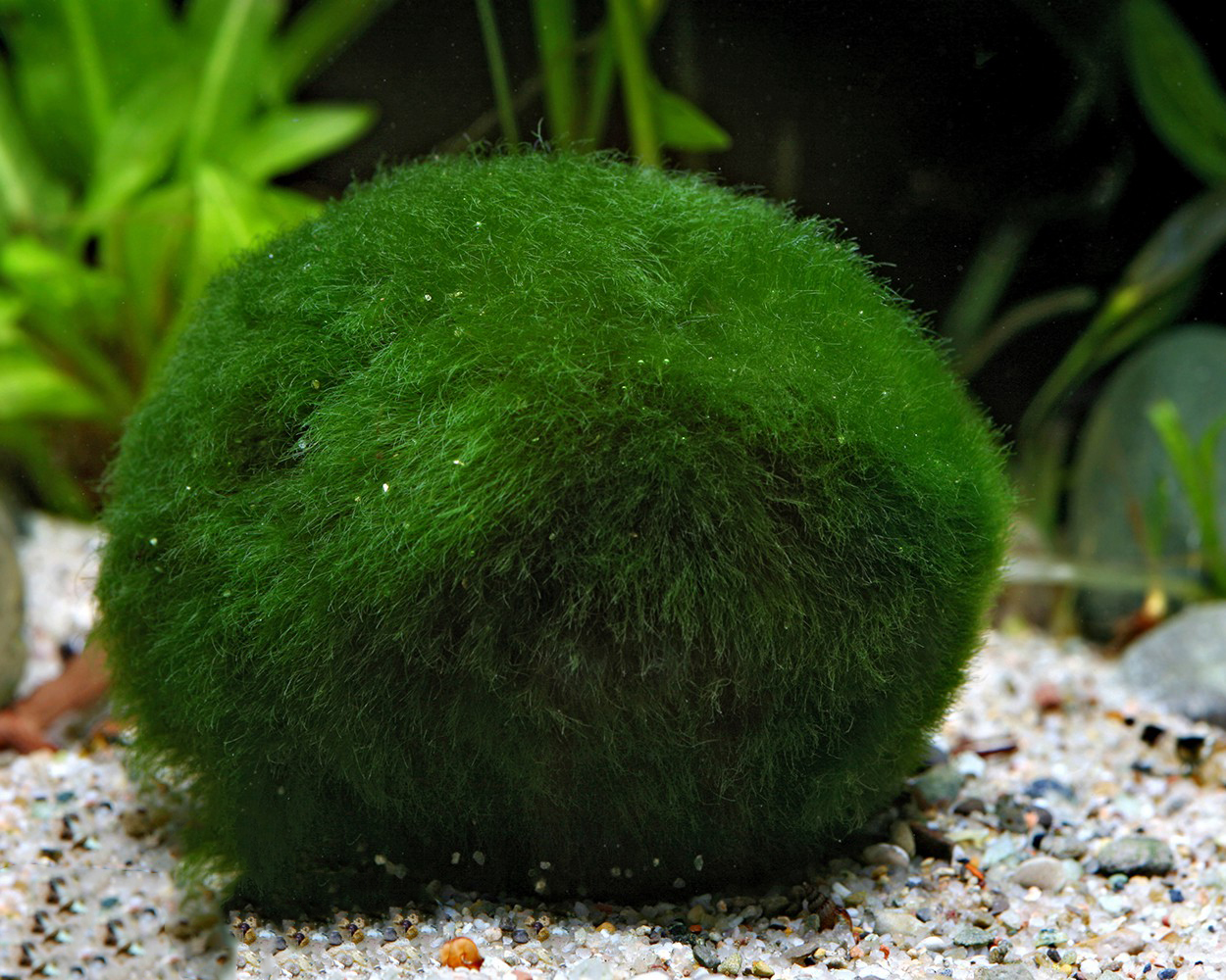 Marimo Moss Balls: The Fun Addition