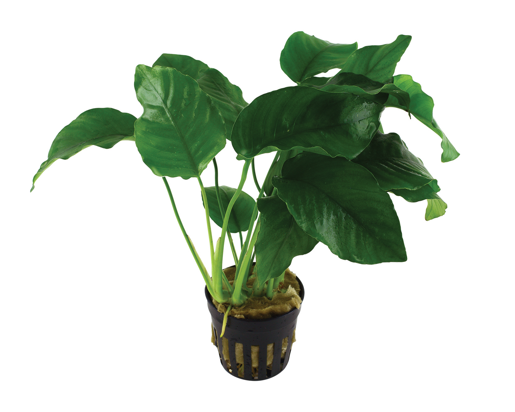 Anubias: The Rugged Foundation