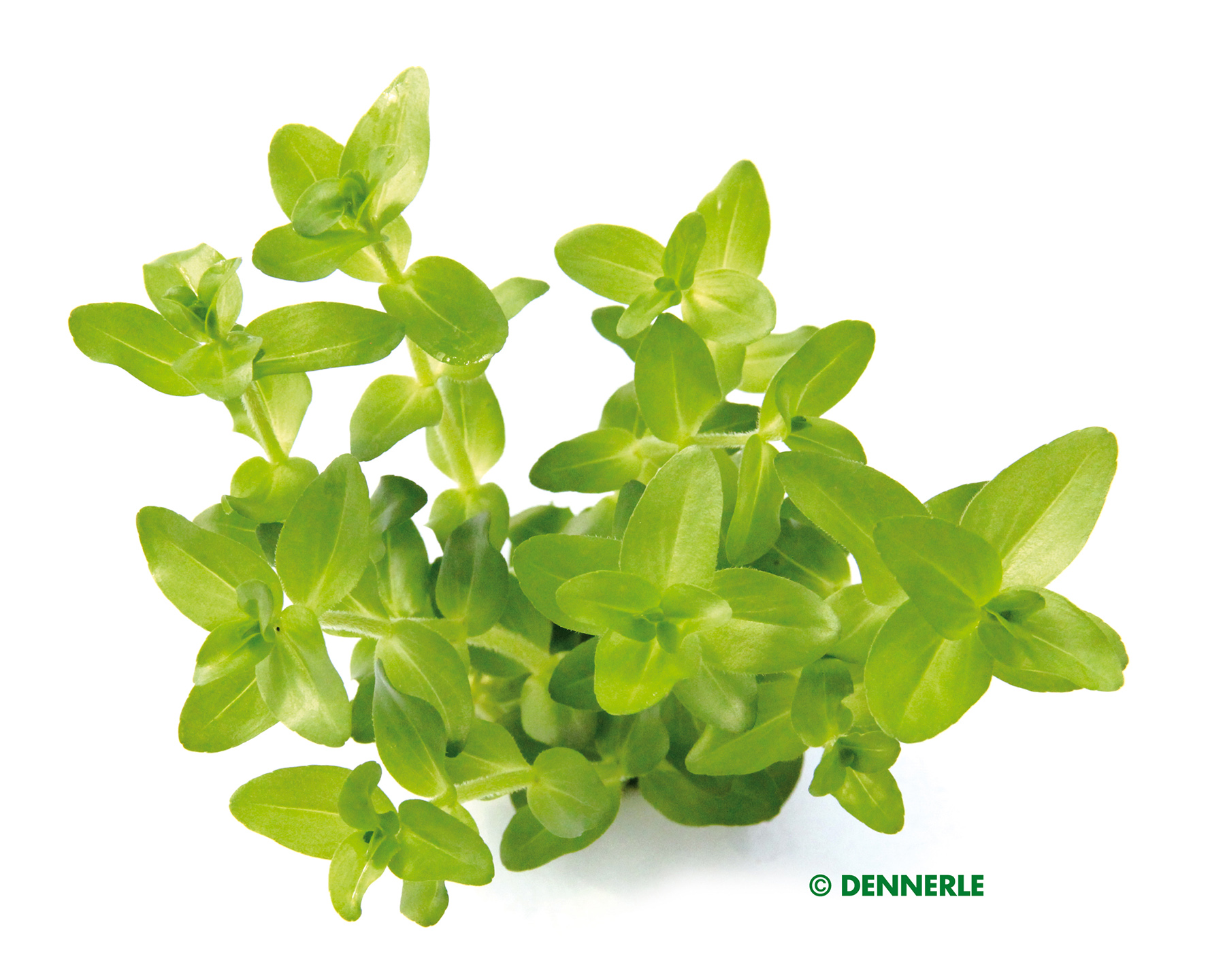 Bacopa caroliniana: A Splash of Color