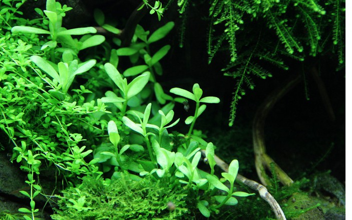 Bacopa: The Elegant Stem Plant