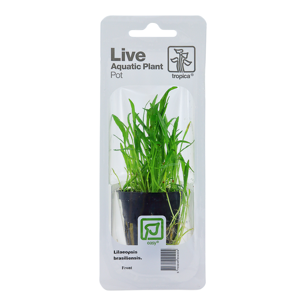 Brazilian Grass Plant: Natural Grassland Look