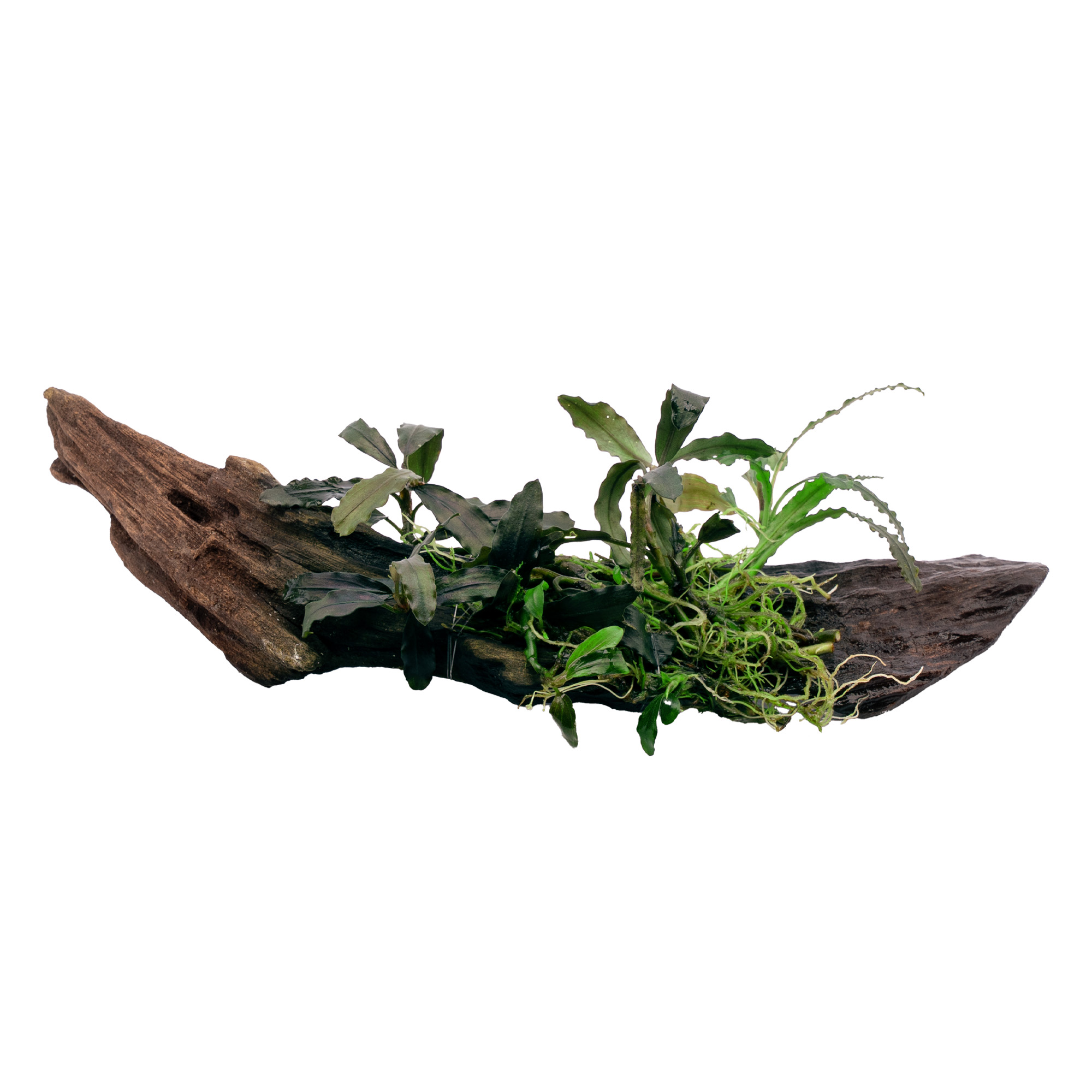 Bucephalandra: The Rare-Looking Beginner Plant