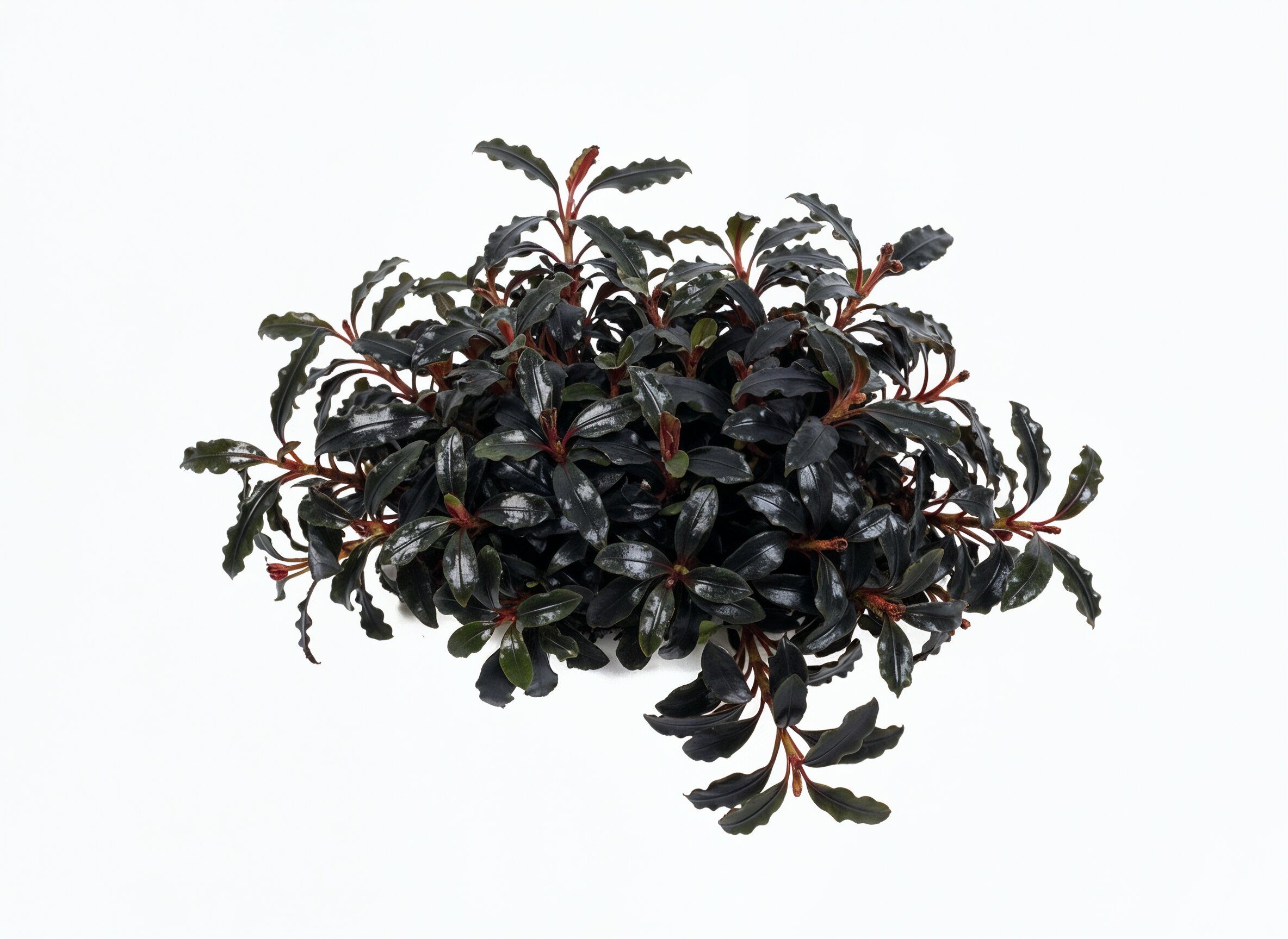 Match livestock colors to the plant palette carefully