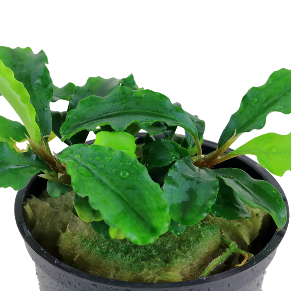 Image of Bucephalandra pygmaea 'Bukit Kelam'