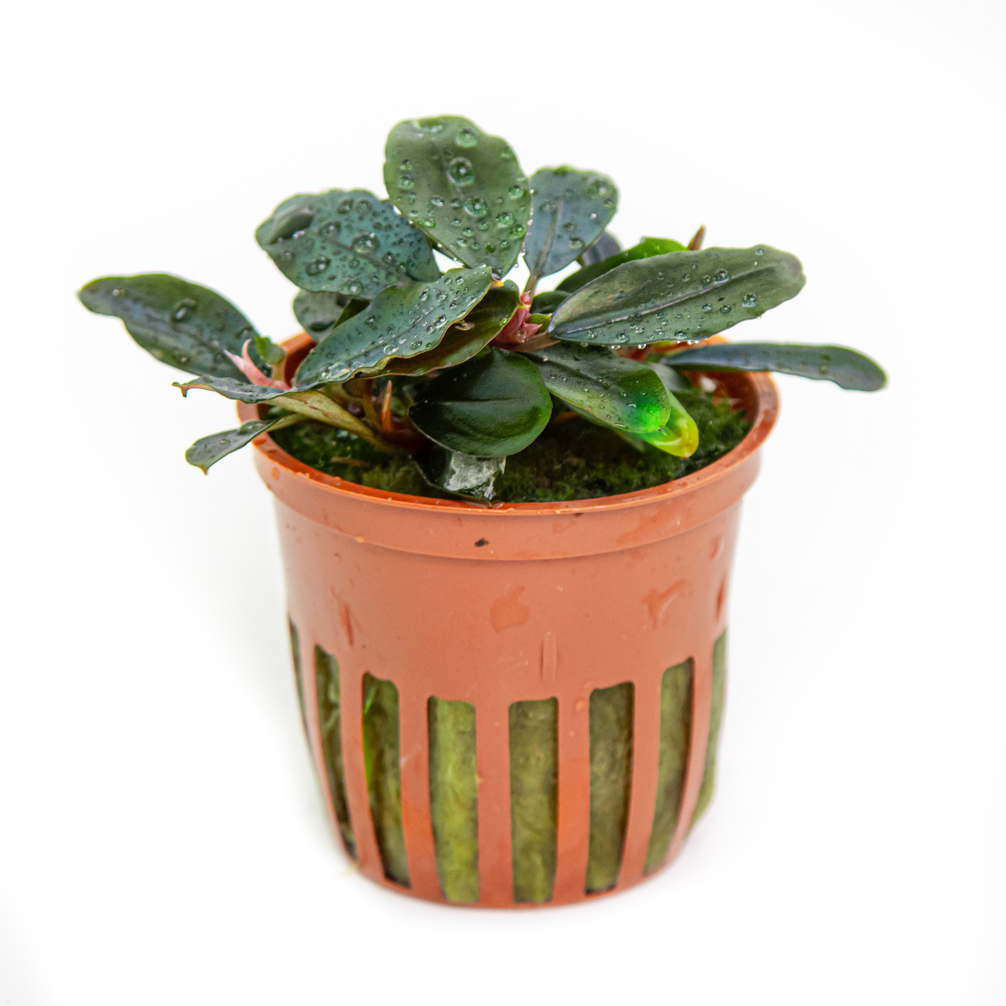 Image of Bucephalandra sordidula 'Blue'