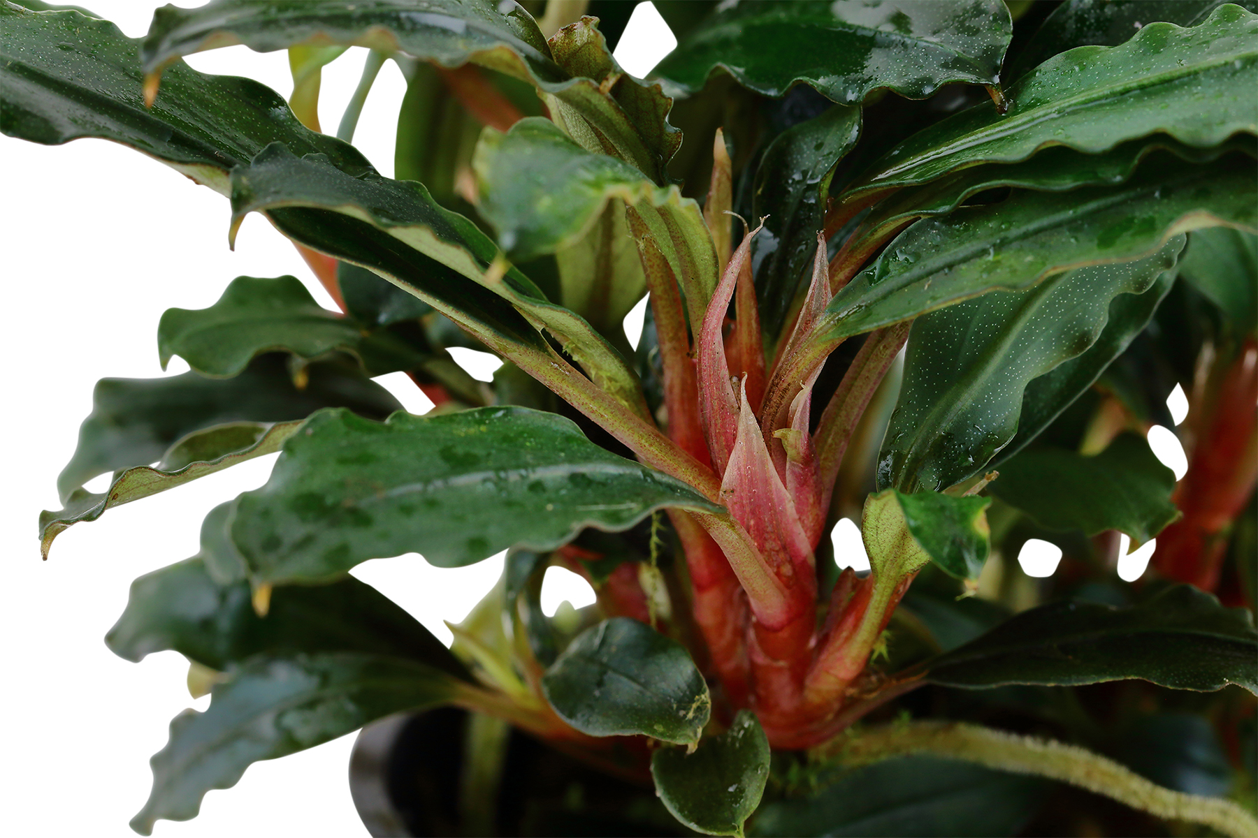 Image of Bucephalandra sp. 'Red'