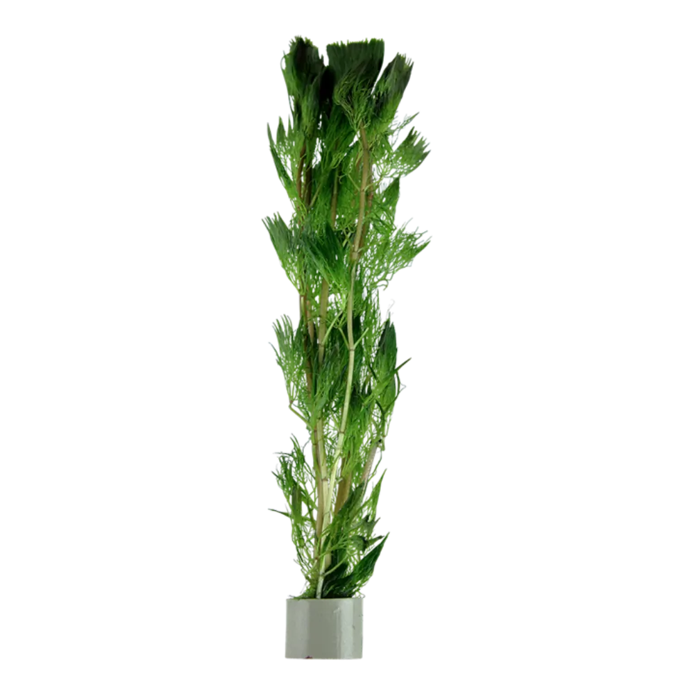 Image of Cabomba aquatica