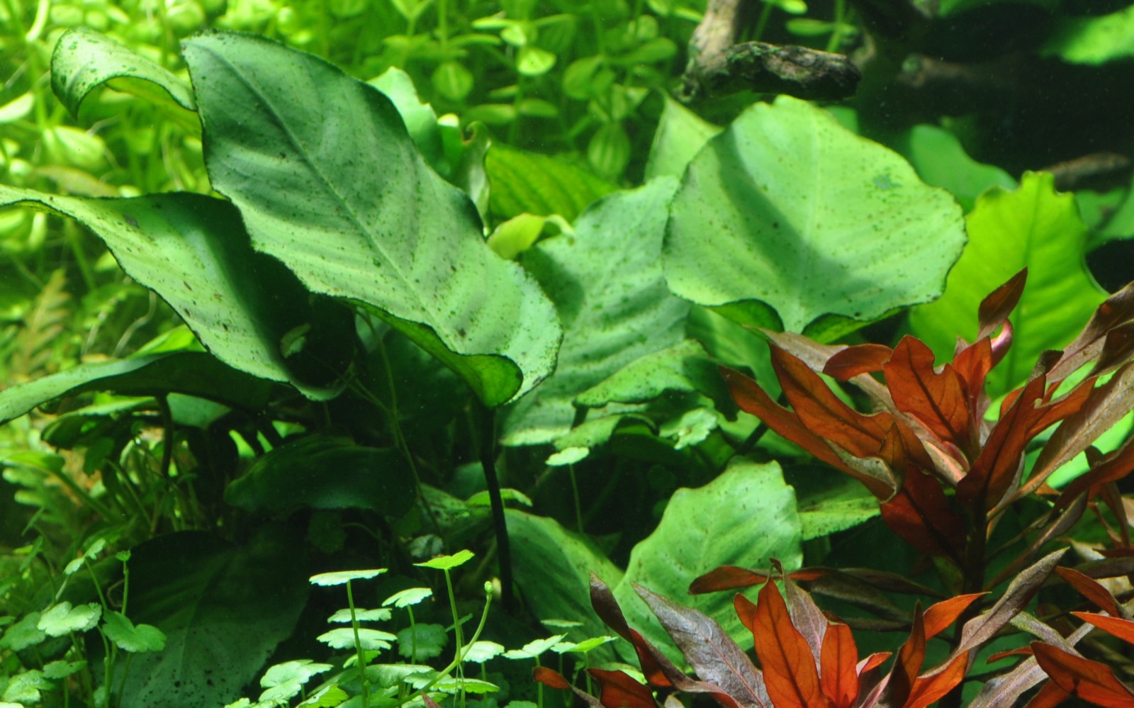 Image of Anubias barteri var caladiifolia3