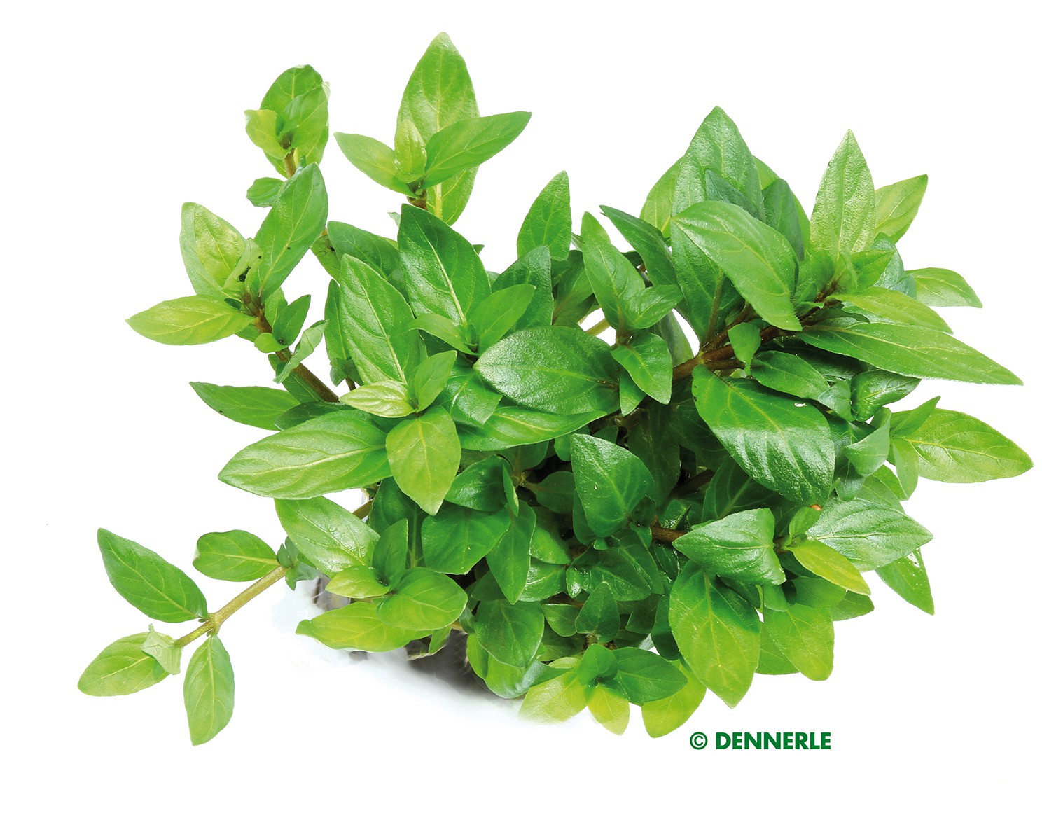 Staurogyne repens: A Hardy Foreground Carpet