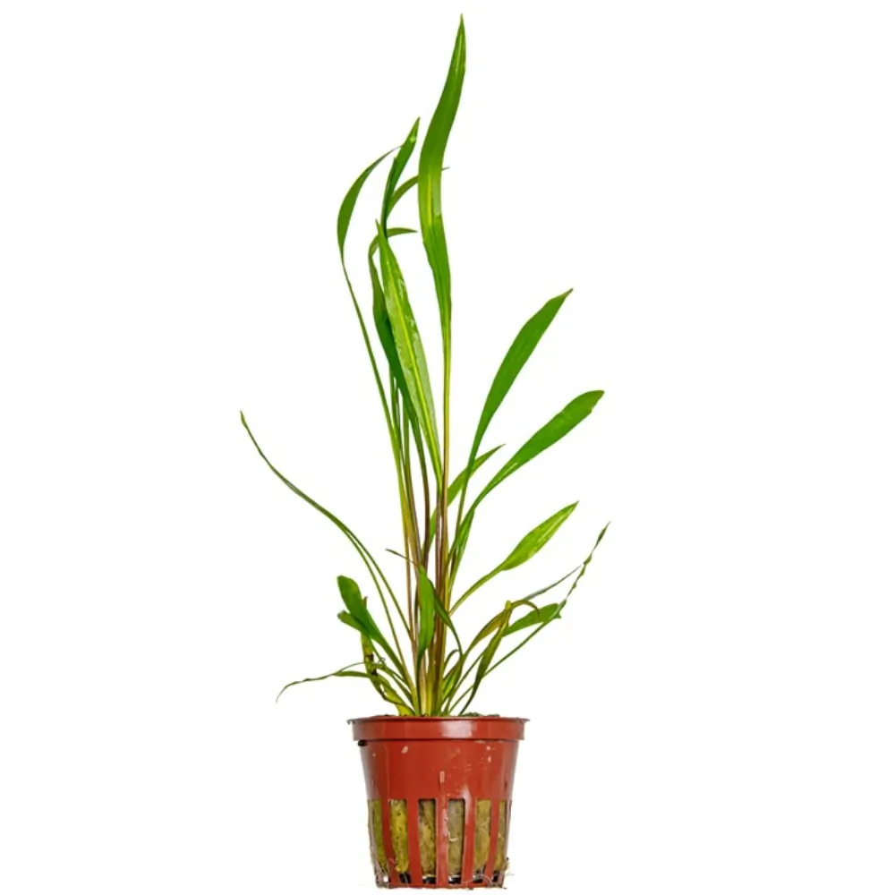 Image of Cryptocoryne spiralis 'Red'
