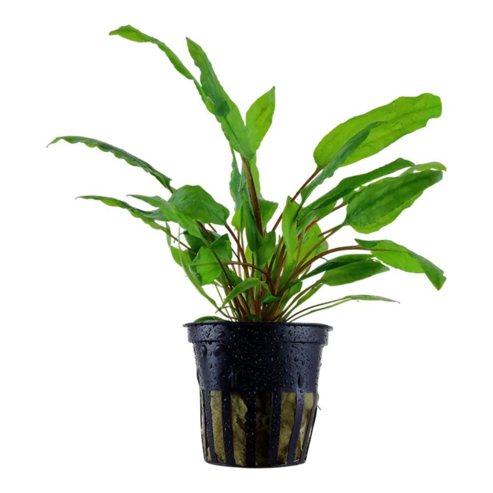 Image of Cryptocoryne wendtii 'Green'