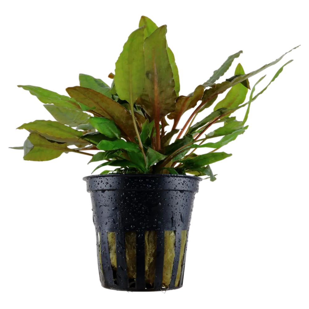 Image of Cryptocoryne wendtii 'Tropica'