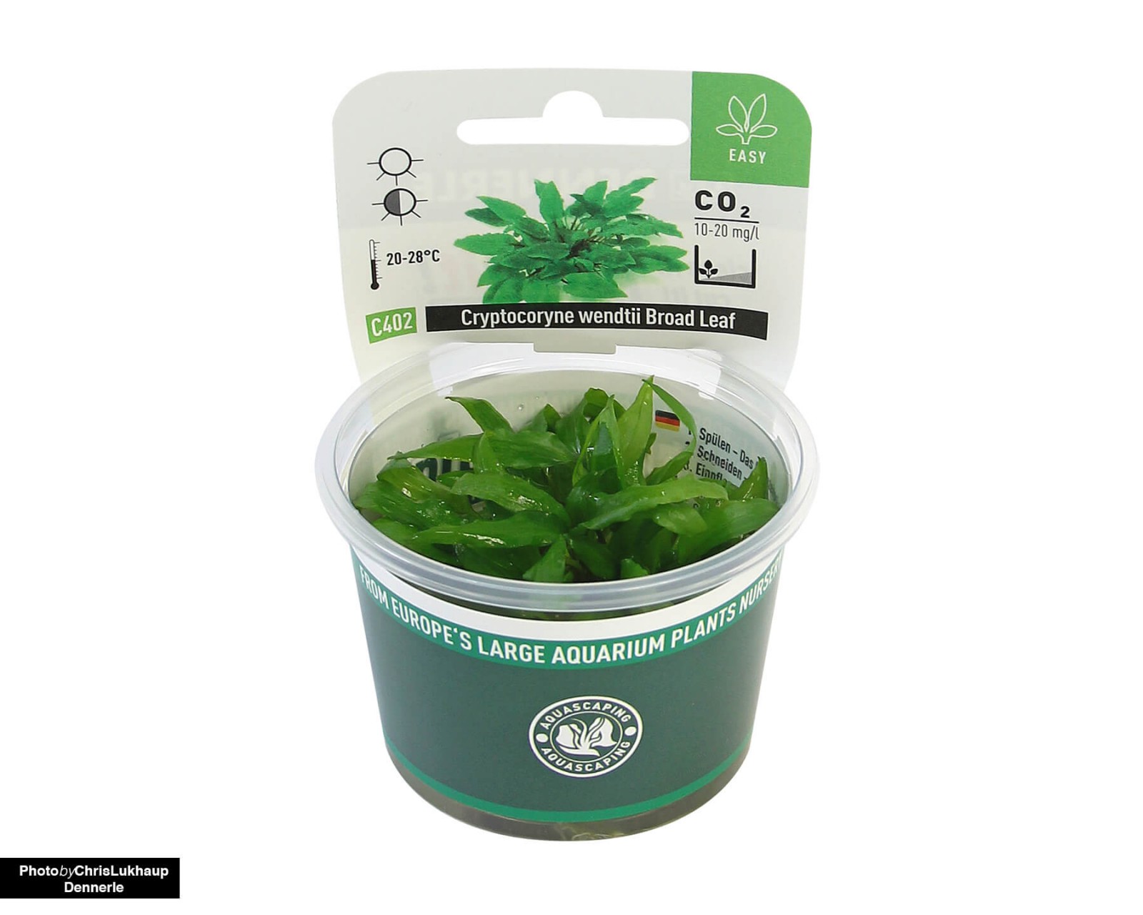 Cryptocoryne: Reliable Substrate Growers