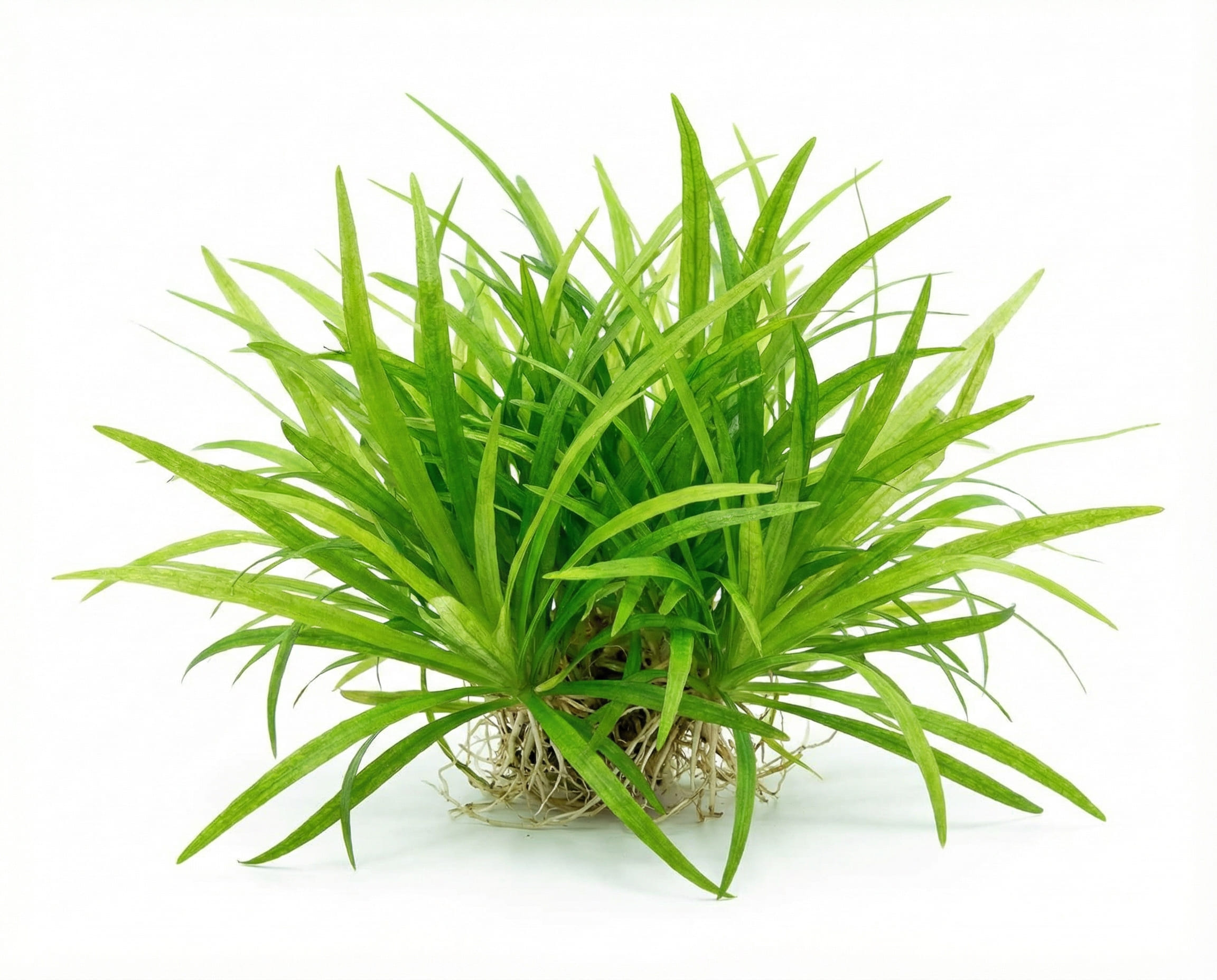 Protect root feeders from constant substrate disturbance