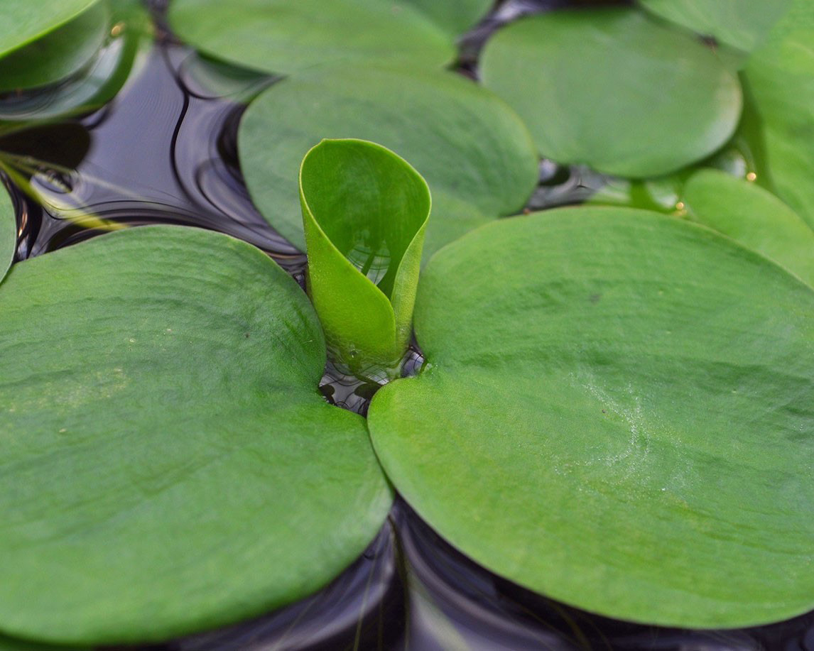Floating plants can protect livestock—or starve the layout of light