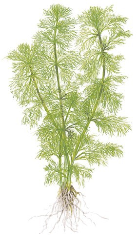 Image of Cabomba aquatica