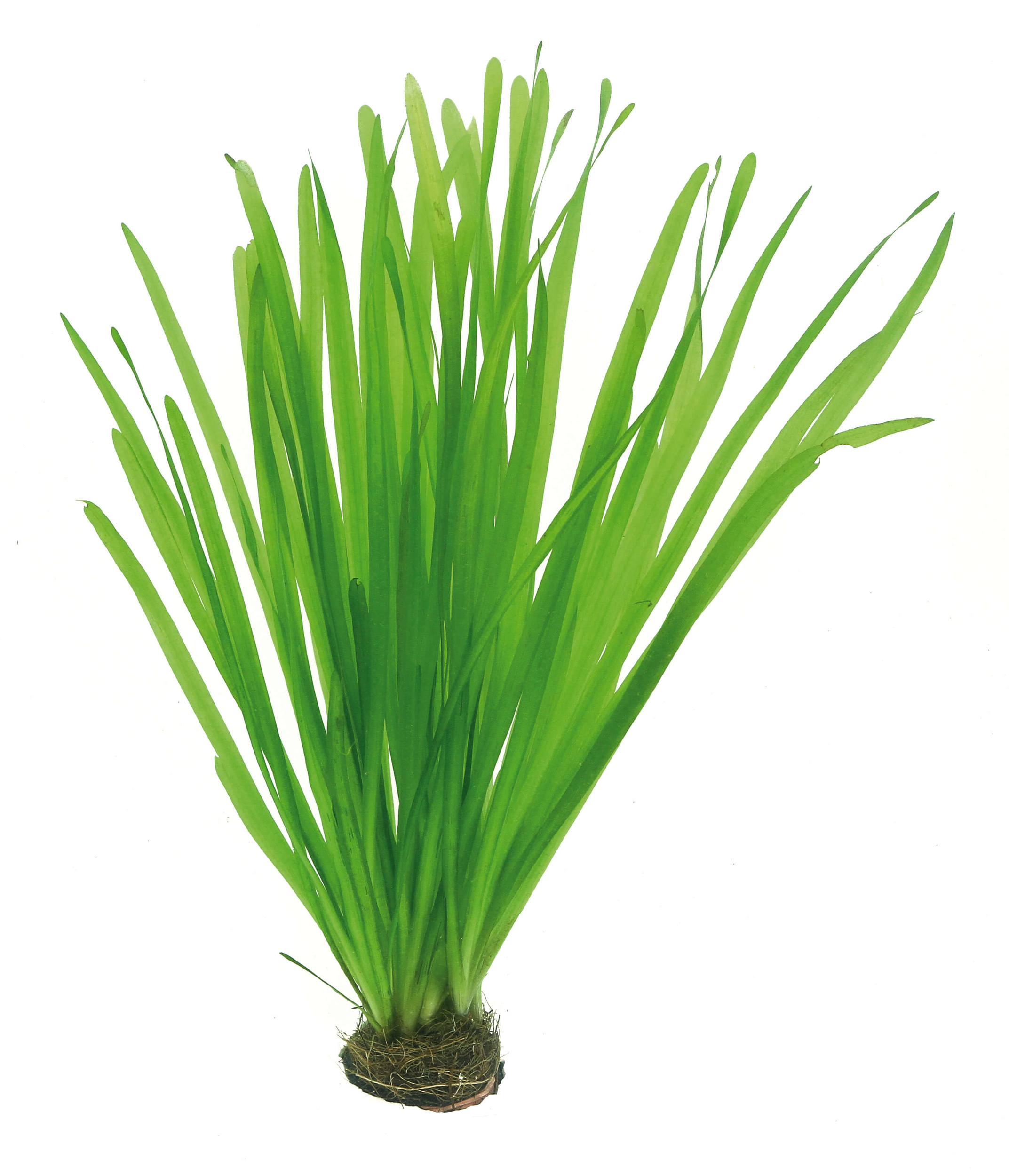 Vallisneria spiralis: Creating a Natural Backdrop
