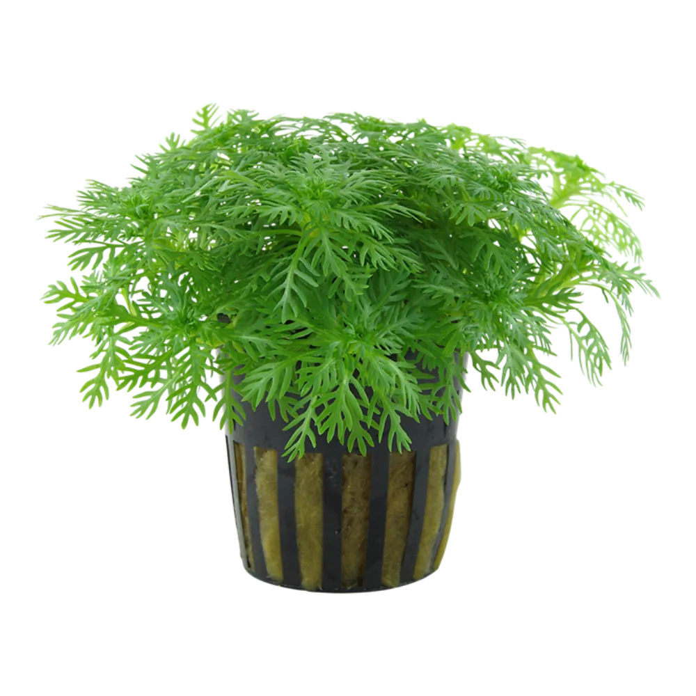 Image of Hottonia palustris