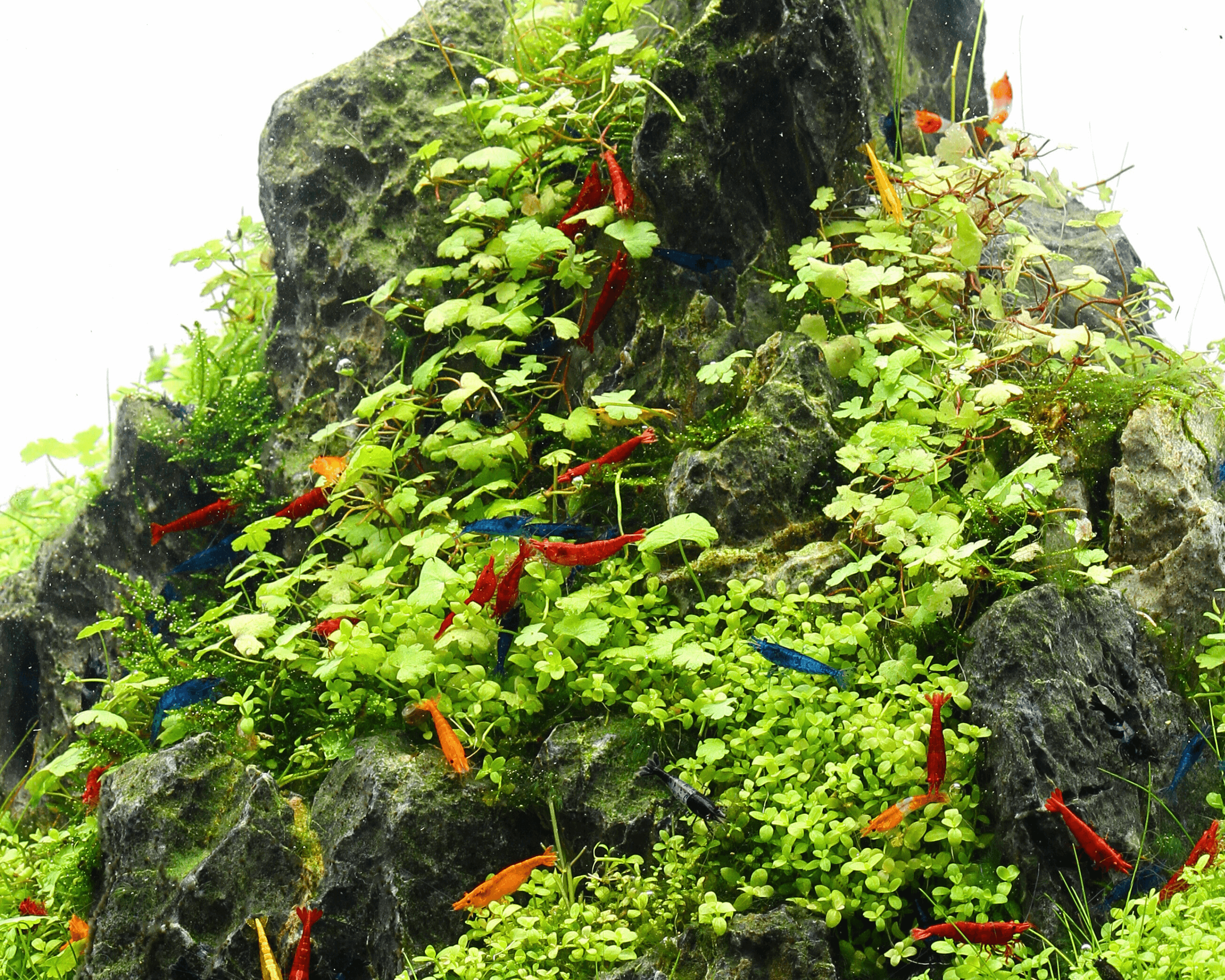 Hydrocotyle tripartita: The Versatile Ground Cover