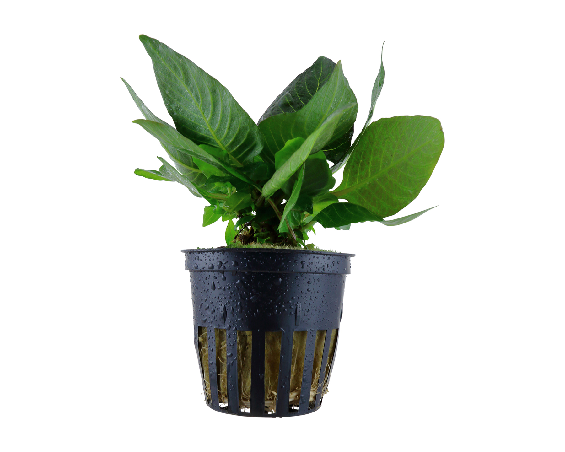 Image of Hygrophila corymbosa 'Compact'