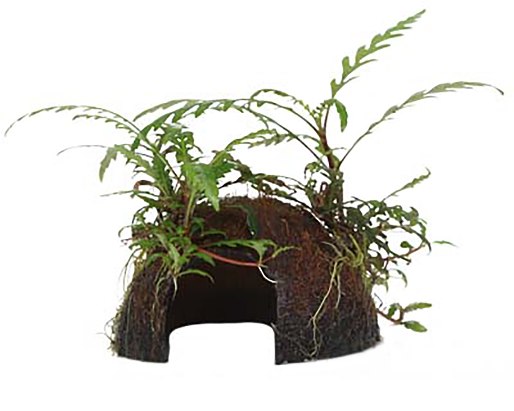 Keep colorful plants as accents, not a background wall
