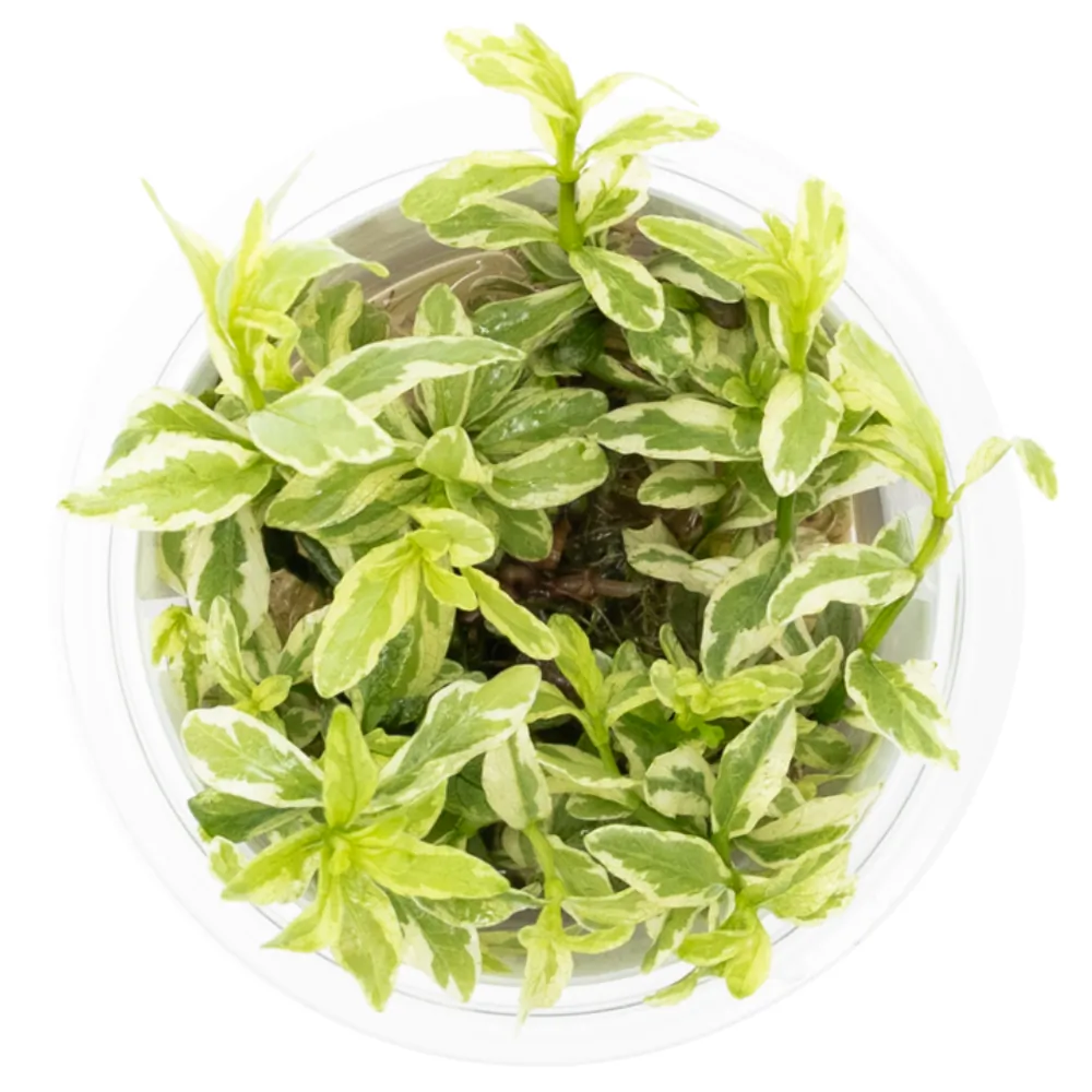 Image of Hygrophila polysperma 'White'