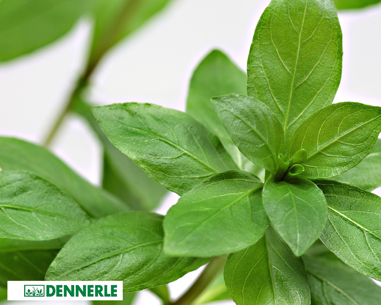 Hygrophila polysperma: Rapid Growth for Water Quality