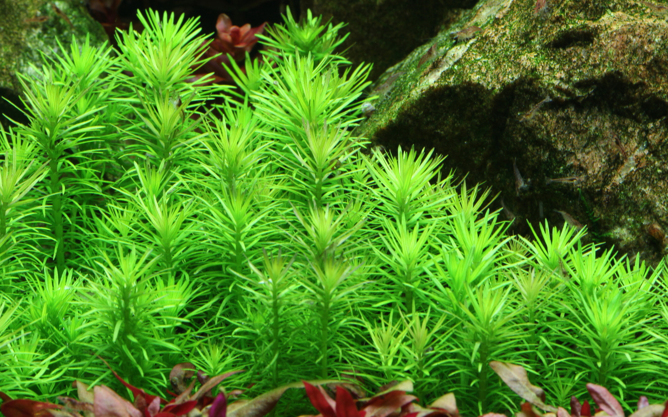 Image of Pogostemon deccanensis