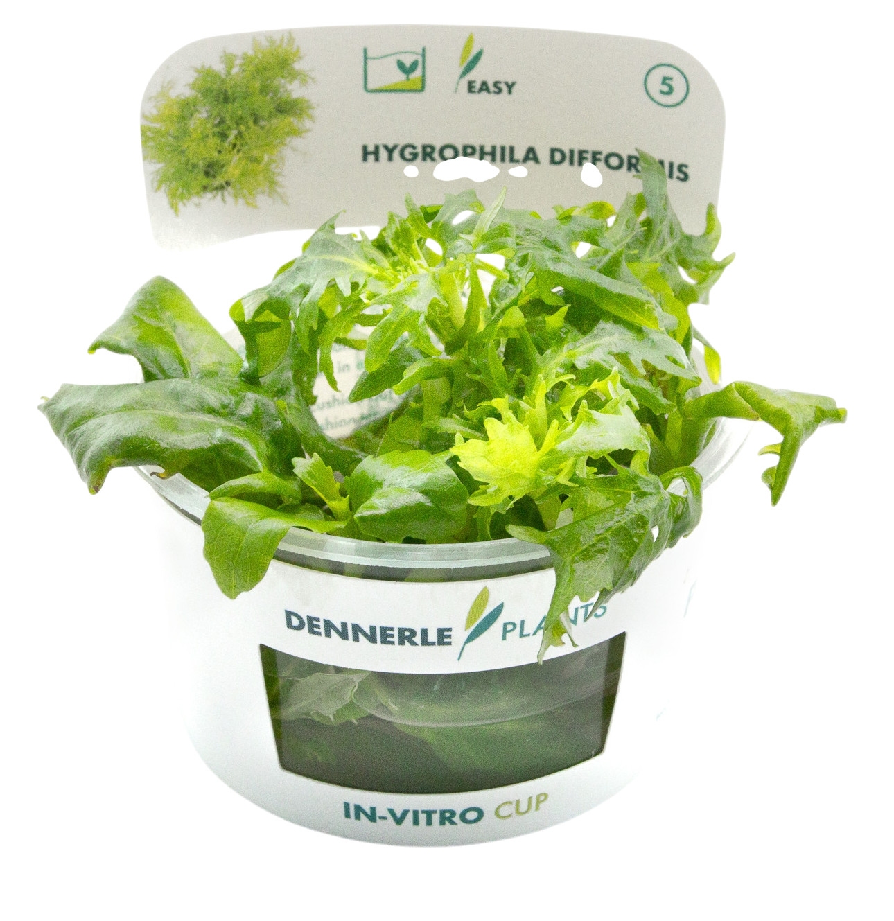 Use fast growers to stabilize a sparse new layout