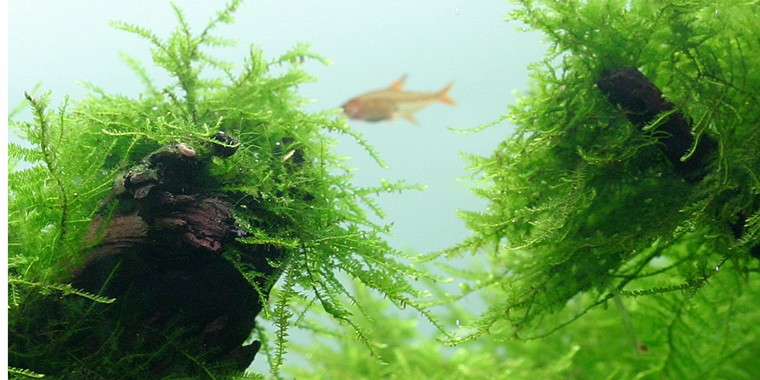 Java Moss: Perfect for Shrimp and Fry