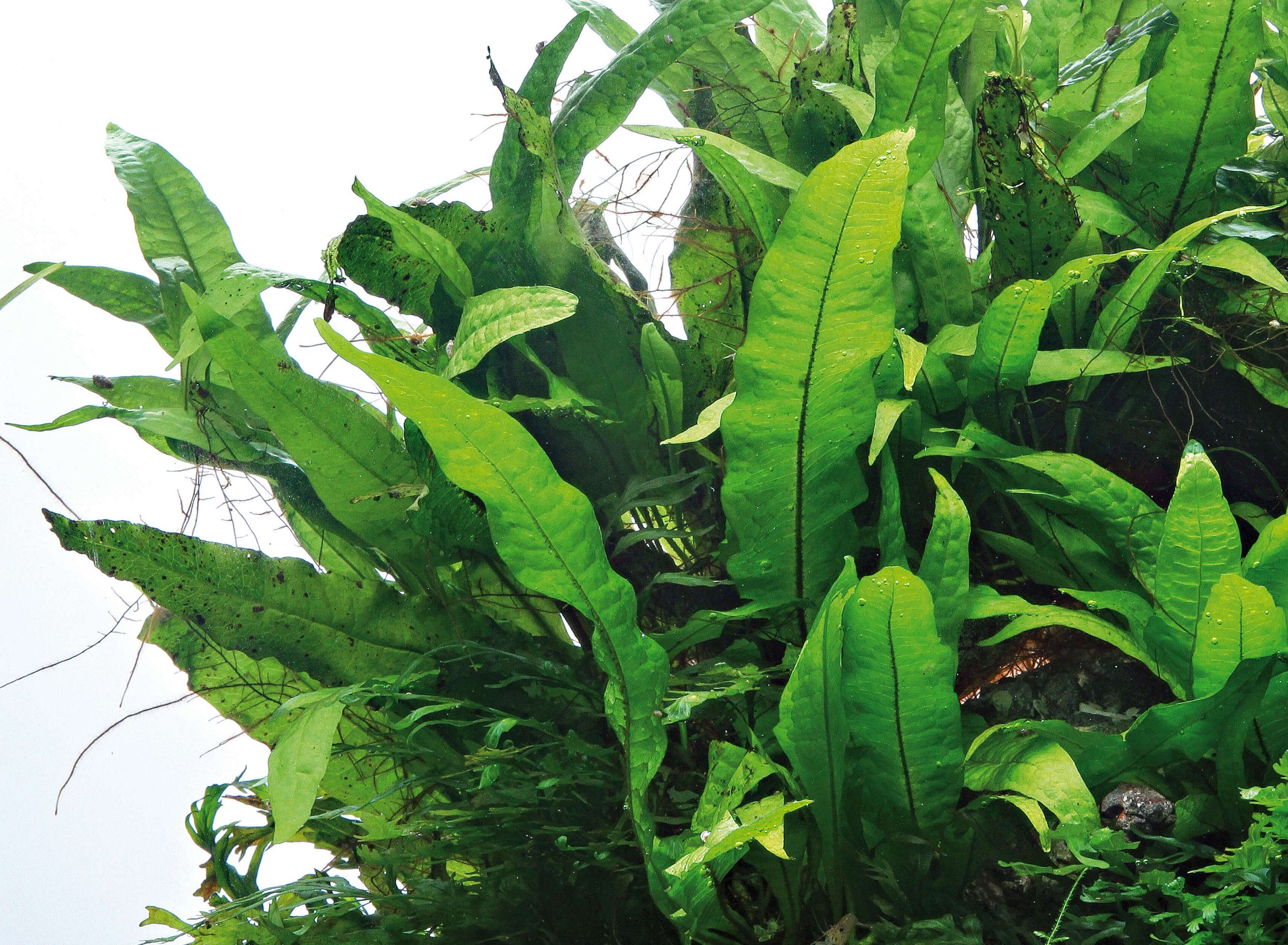 Java Fern: Low-Maintenance Greenery