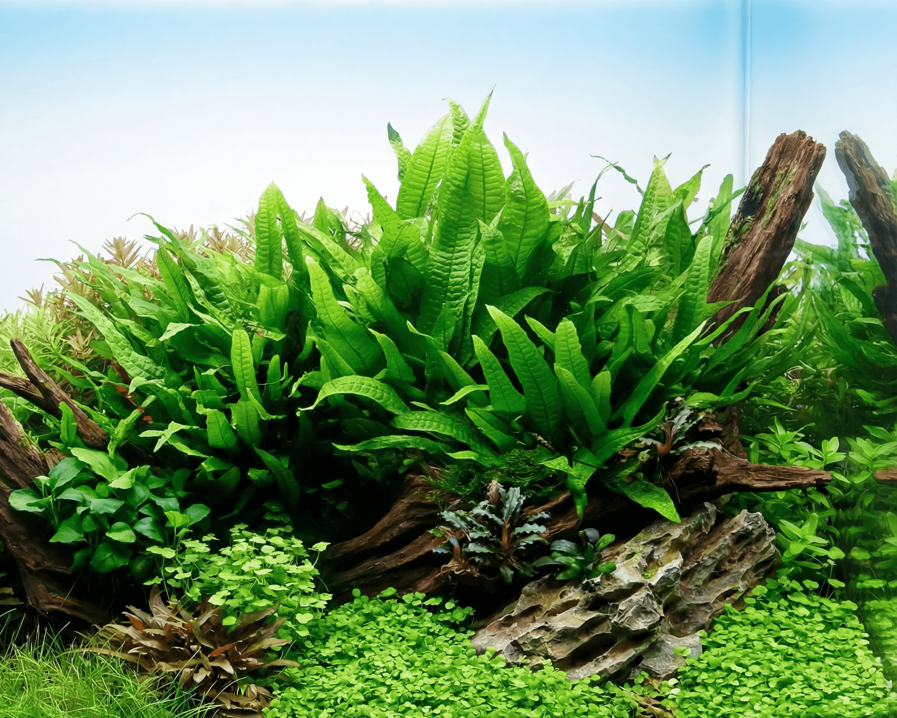 Java Fern: The Indestructible Classic