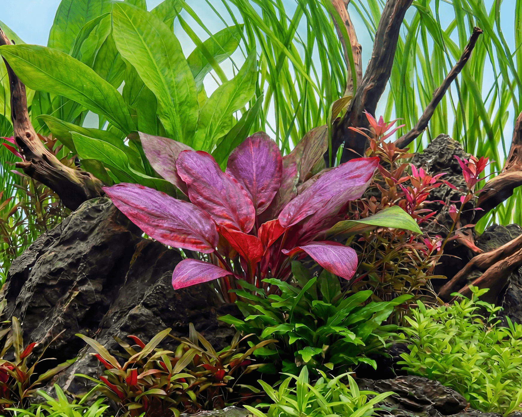 Image of Lagenandra meeboldii Red