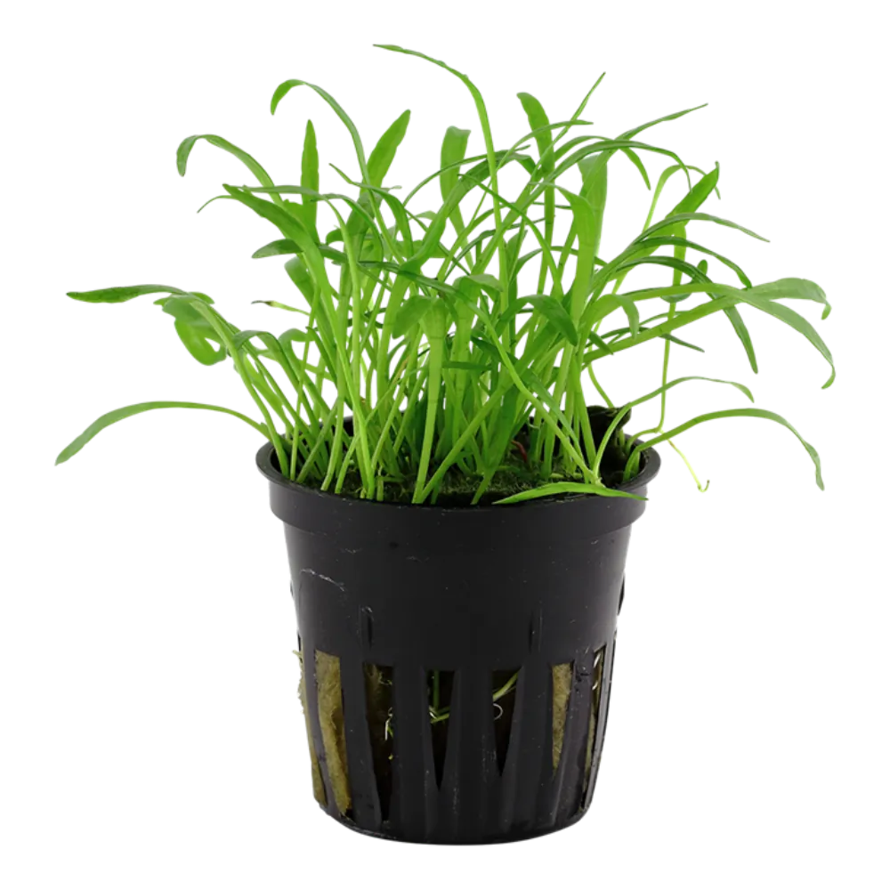 Image of Lilaeopsis brasiliensis