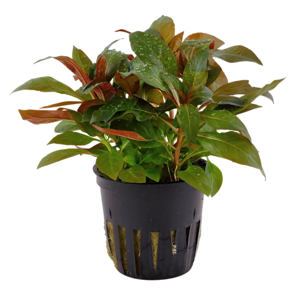 Image of Ludwigia glandulosa