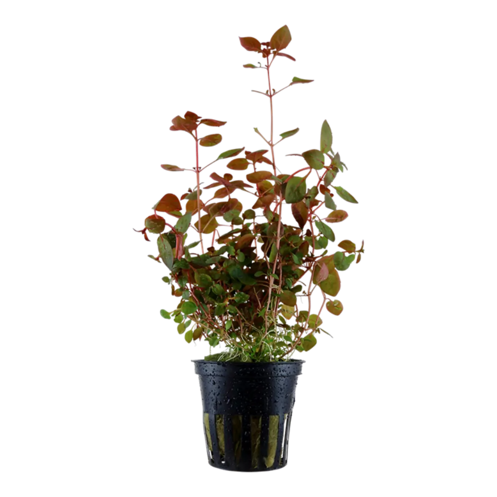 Image of Ludwigia palustris Super Red