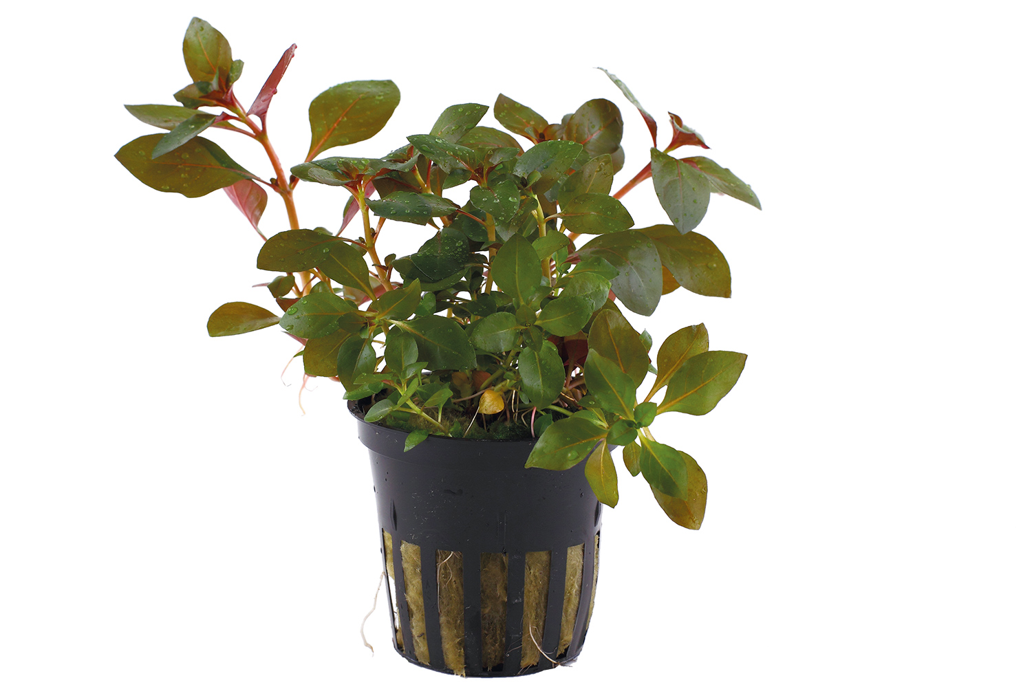 Ludwigia: Adding a Splash of Red