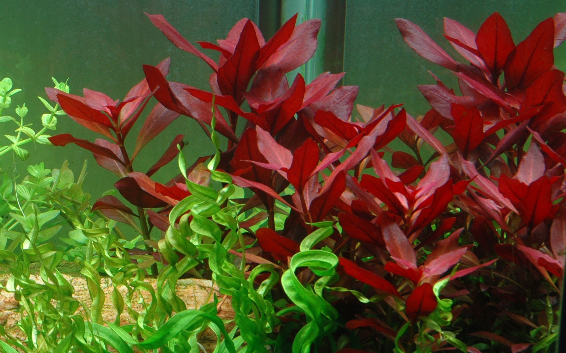 Image of Ludwigia repens Rubin