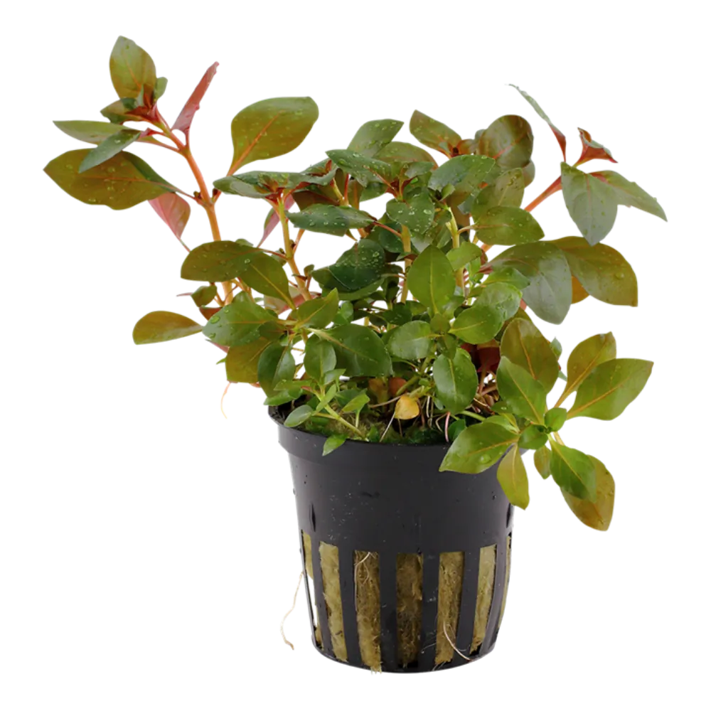 Image of Ludwigia repens Rubin