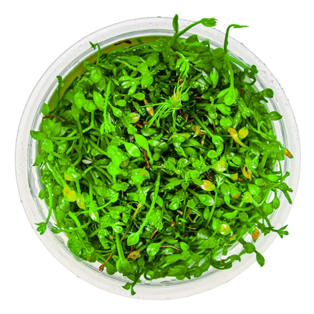 Image of Marsilea minuta