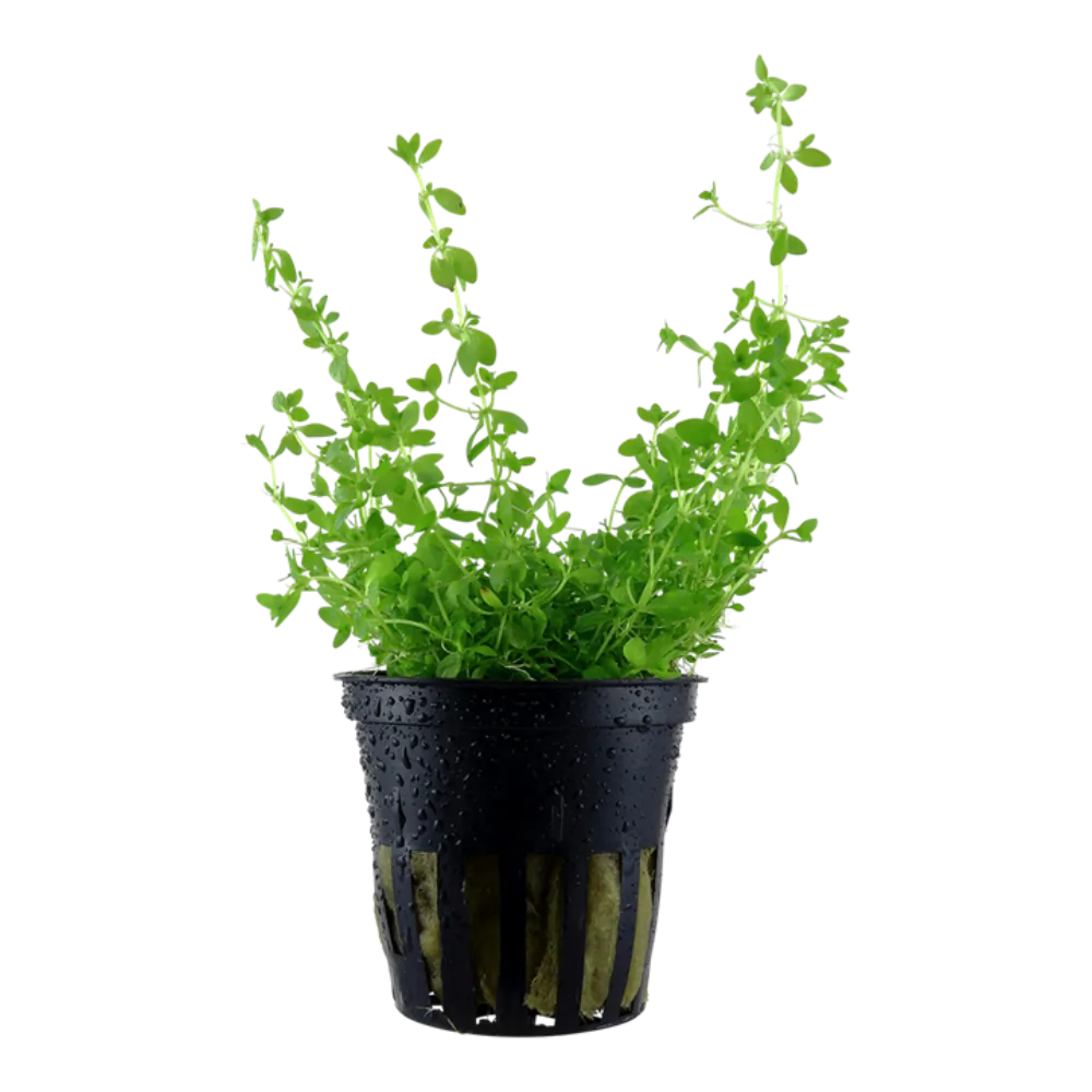 Image of Micranthemum glomeratum