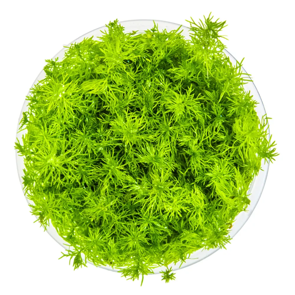 Image of Myriophyllum sp Guyana