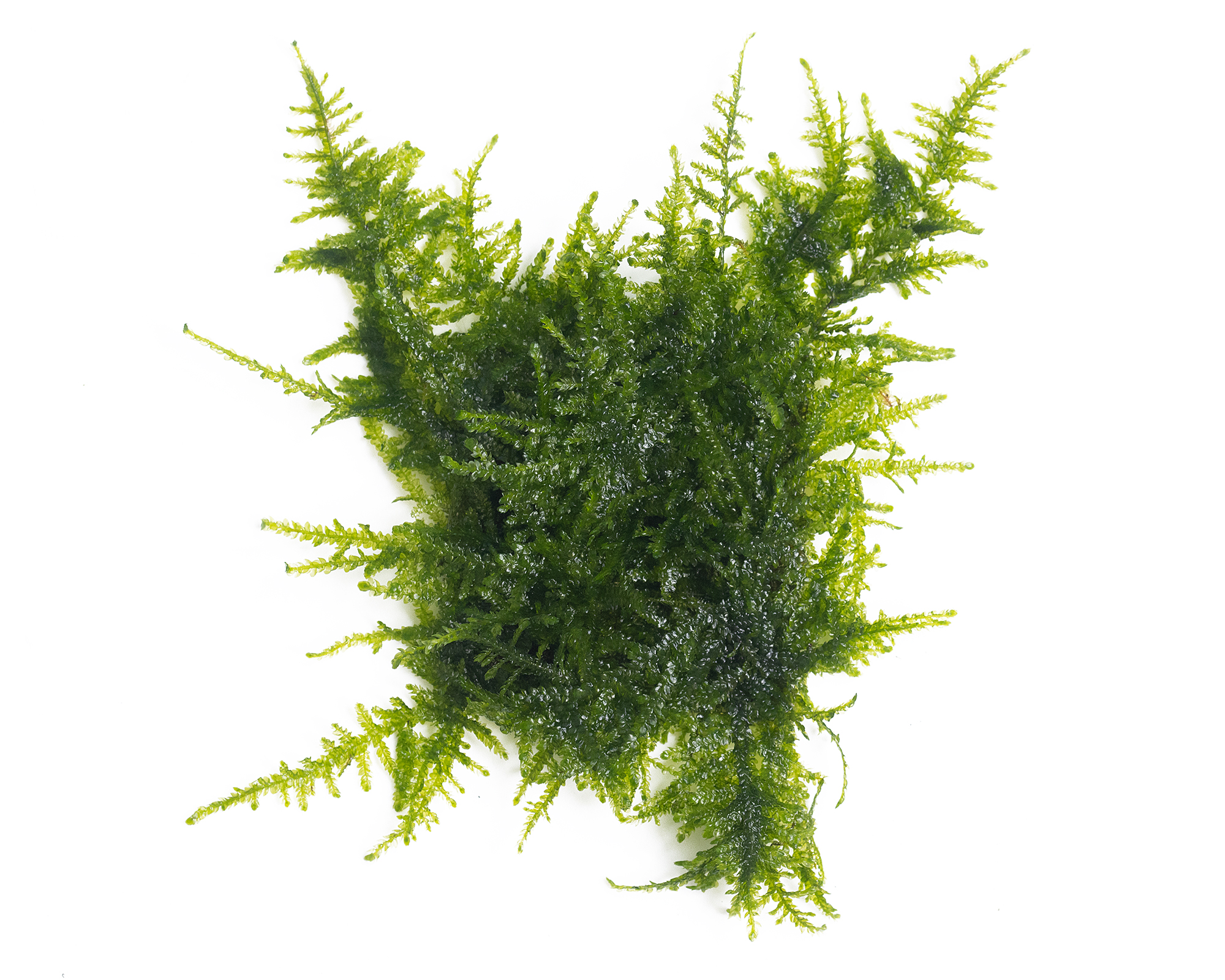 Image of Weeping Moss
