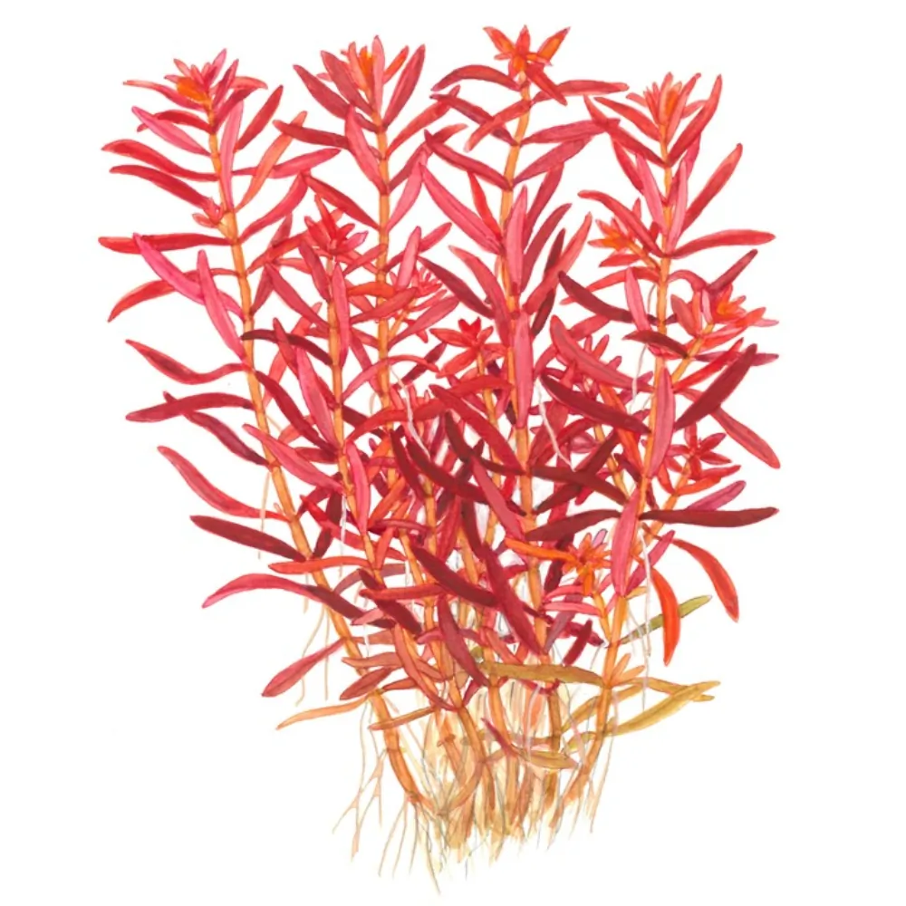 Image of Rotala rotundifolia Blood Red
