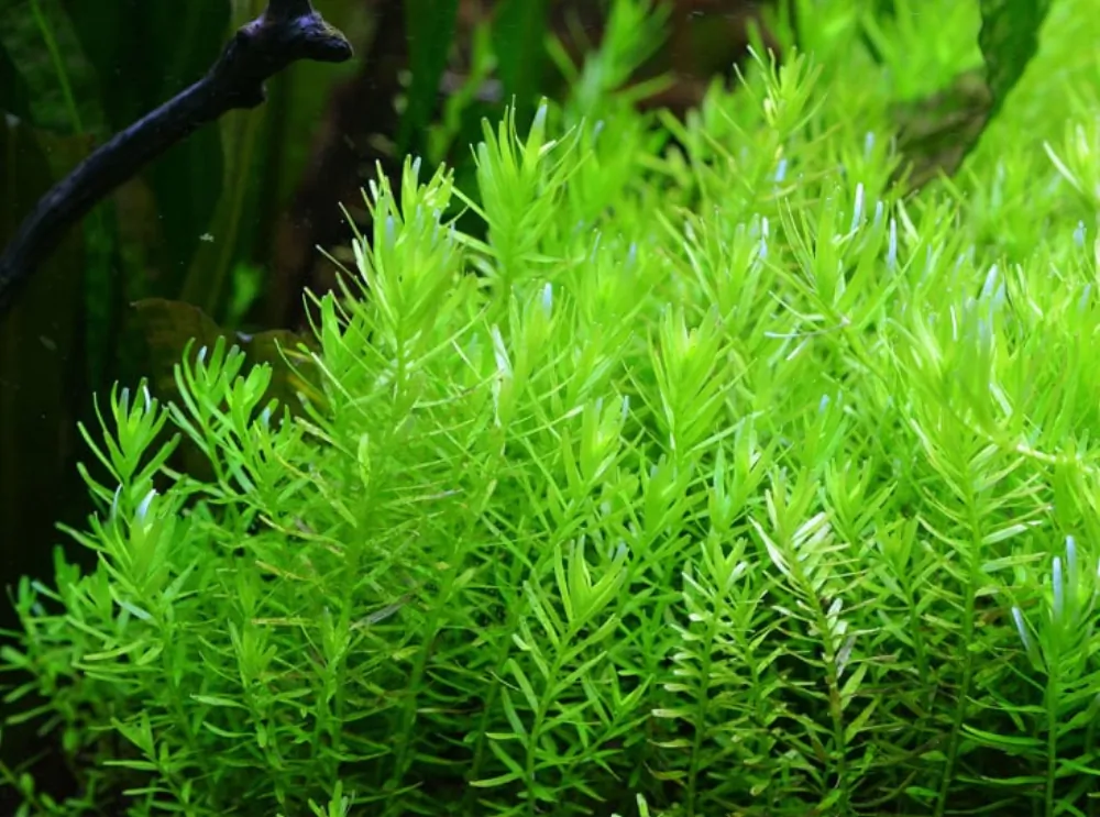 Image of Rotala rotundifolia Green