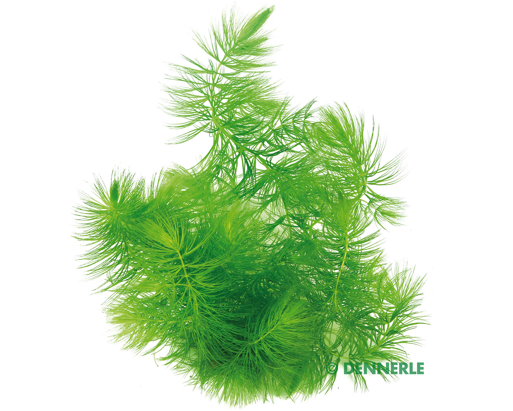 Hornwort: The Ultimate Problem Solver