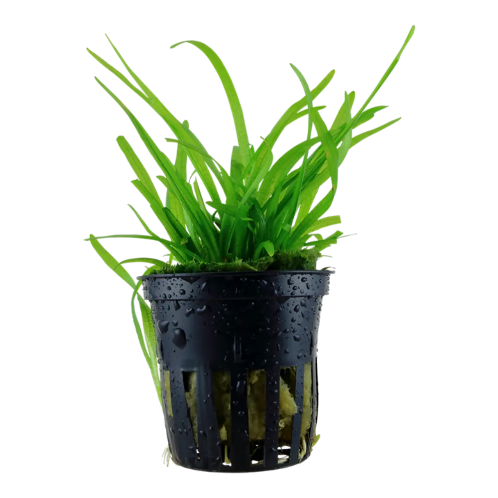 Image of Sagittaria subulata