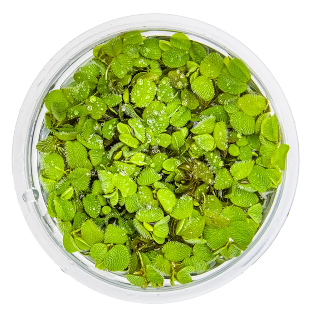 Image of Salvinia minima